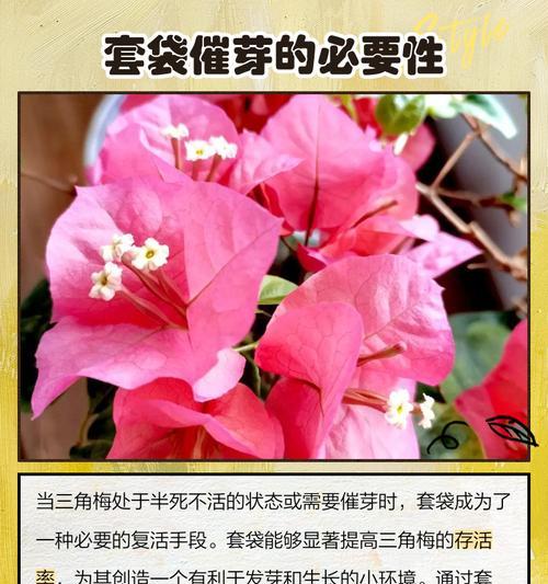 三角梅种子种植方法是什么？如何提高发芽率？