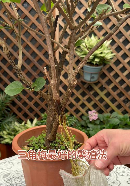 三角梅种子种植方法是什么？如何提高发芽率？