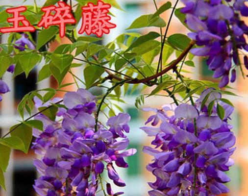 紫藤怎么爬？紫藤的攀爬技巧和养护要点！