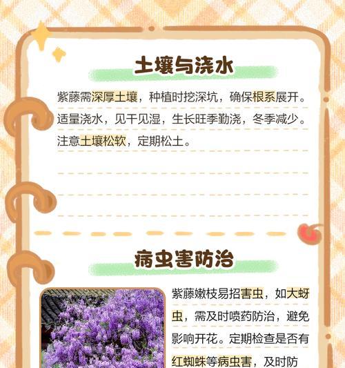 紫藤怎么爬？紫藤的攀爬技巧和养护要点！