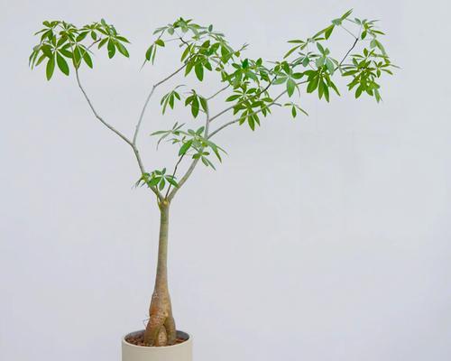 哪些树木适合制作盆景？盆景树木的选择和制作方法是什么？