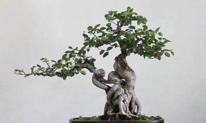 哪些树木适合制作盆景？盆景树木的选择和制作方法是什么？