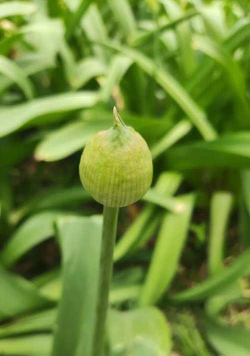 葱开花怎么处理？开花后的管理要点是什么？