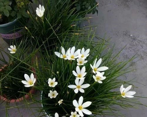 葱开花怎么处理？开花后的管理要点是什么？