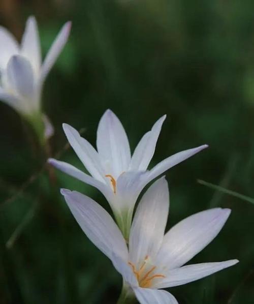 葱开花怎么处理？开花后的管理要点是什么？