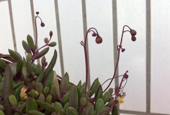 紫玄月的种植方法是什么？