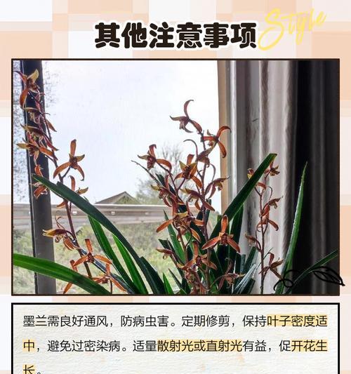 墨兰养殖需要注意哪些问题？