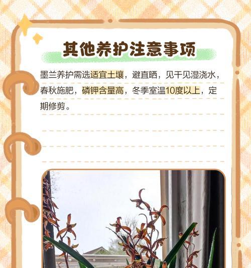 墨兰养殖需要注意哪些问题？