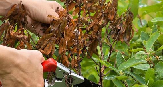 金银花施肥指南：金银花生长需要哪些肥料？