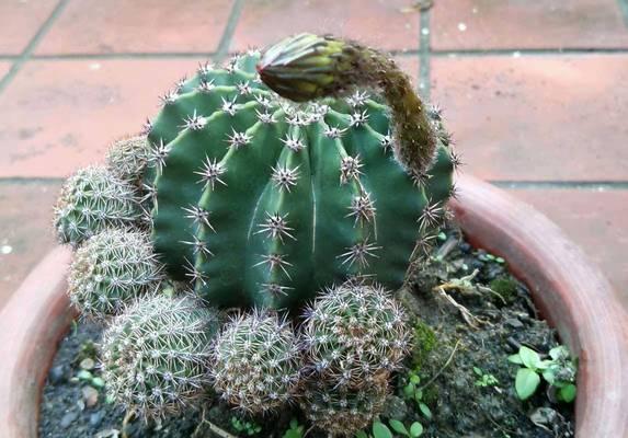 哪些植物是最容易养护的？适合新手的简单植物有哪些？