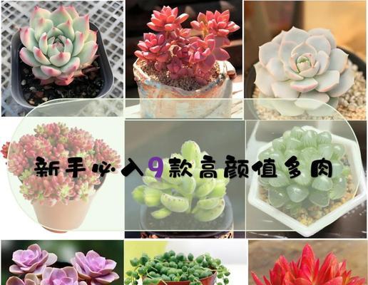 哪些植物是最容易养护的？适合新手的简单植物有哪些？