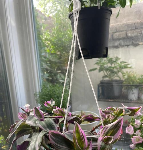 哪些植物是最容易养护的？适合新手的简单植物有哪些？