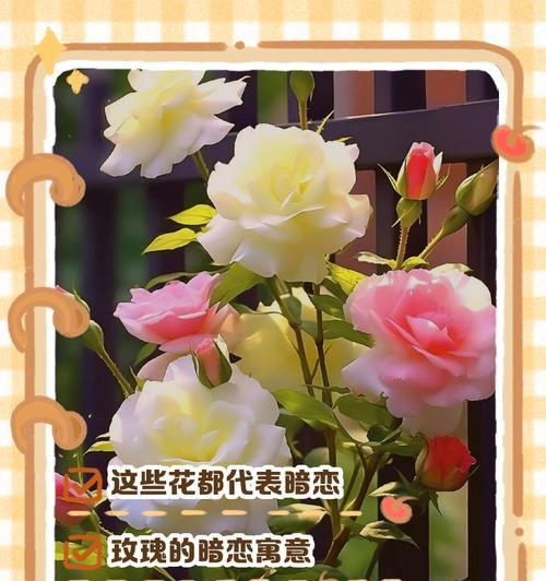 静夜的养殖技巧是什么？怎样让静夜长得更加茂盛？