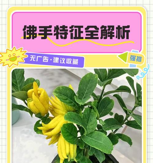 佛手什么季节？佛手的最佳种植和收获时间是什么时候？