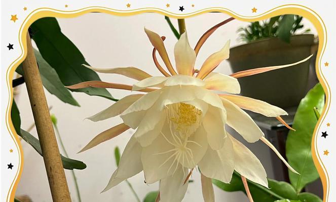 昙花种植需要注意什么？如何让昙花开出美丽的花朵？