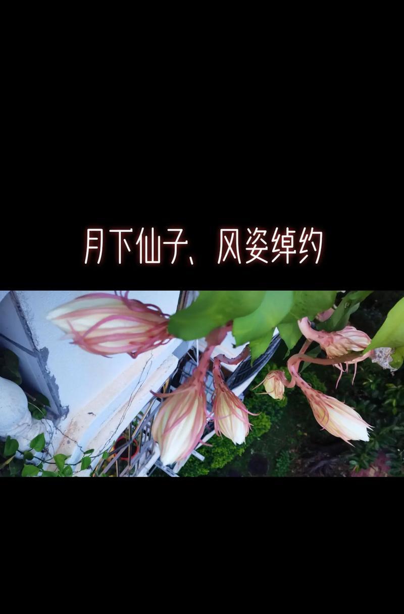 昙花种植需要注意什么？如何让昙花开出美丽的花朵？