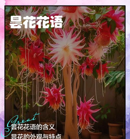昙花种植需要注意什么？如何让昙花开出美丽的花朵？