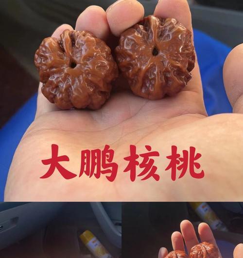 一帆风顺有多少品种？如何鉴别一帆风顺的品种？