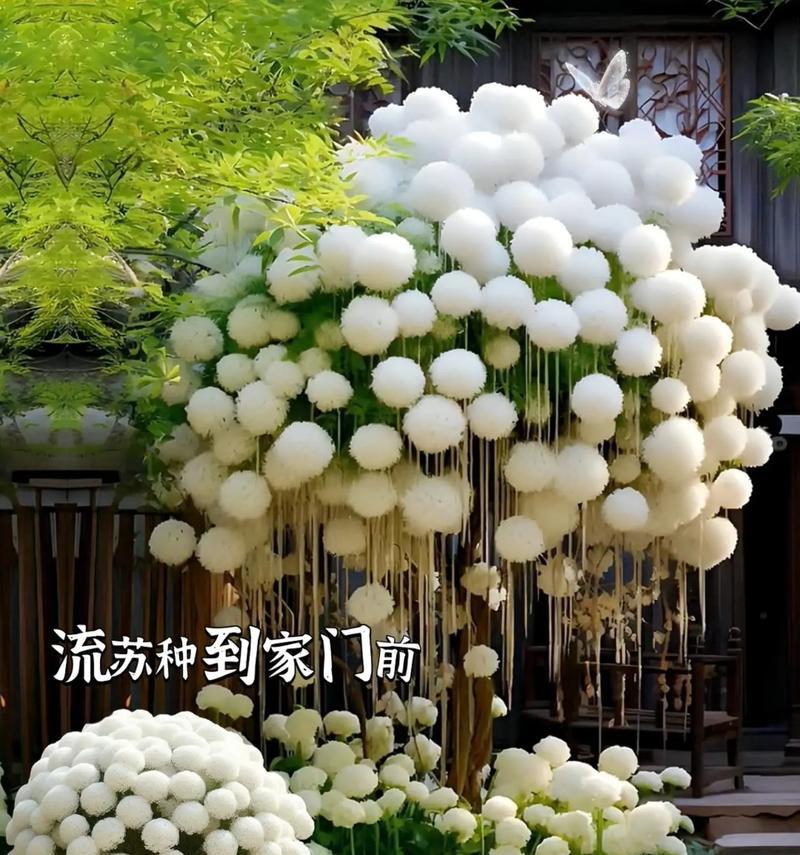流苏树的特征及其在园林中的作用是什么？