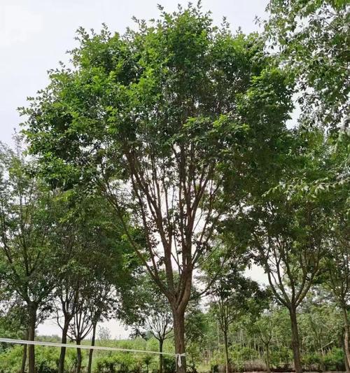 流苏树的特征及其在园林中的作用是什么？
