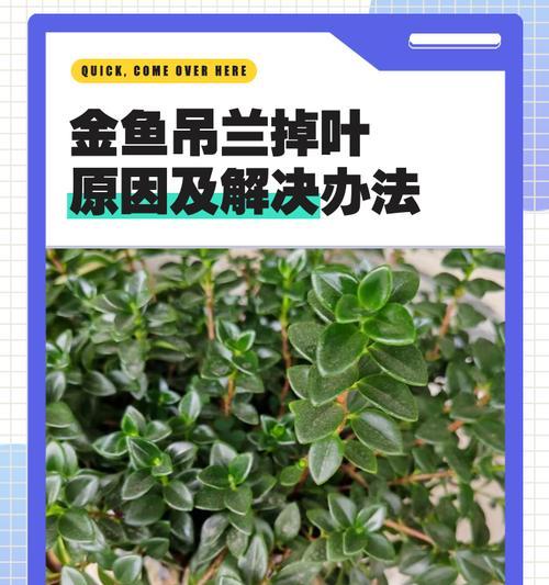 千叶吊兰修剪的最佳时机和方法是什么？
