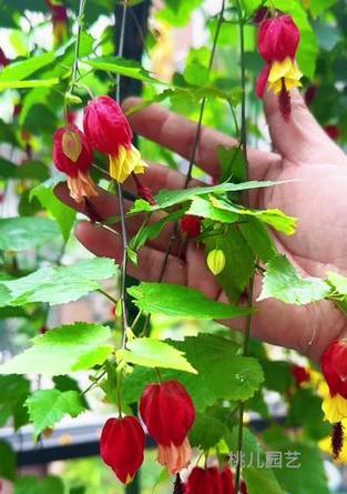 灯笼花开花的季节和条件是什么？