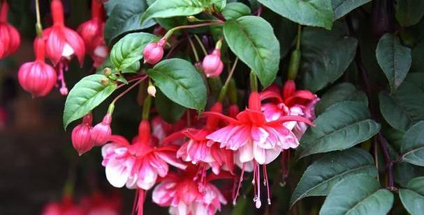 灯笼花开花的季节和条件是什么？