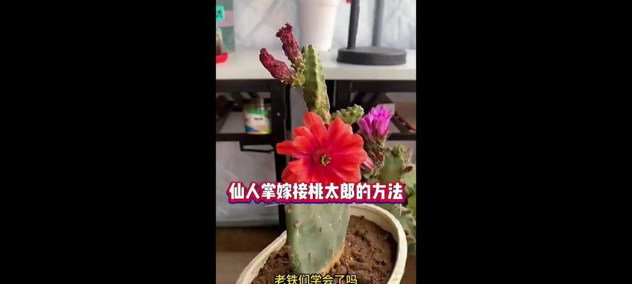 仙人掌繁殖的简单方法和注意事项是什么？