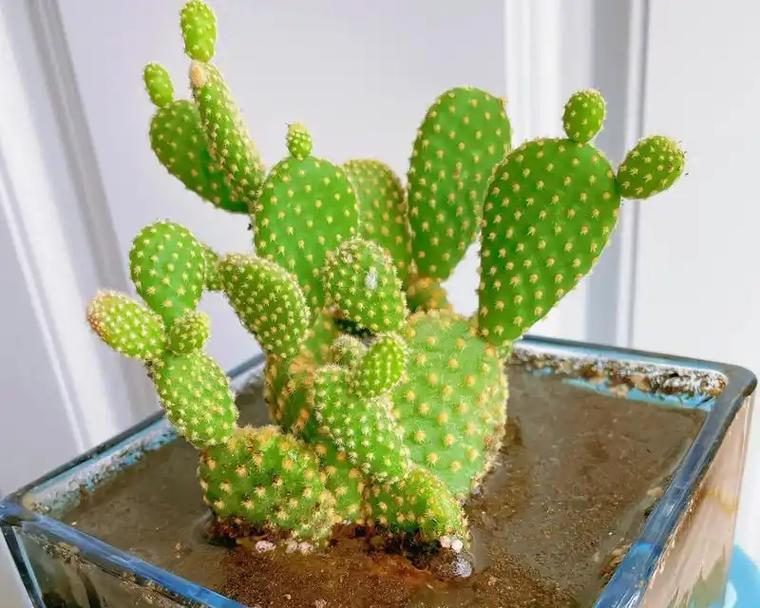 仙人掌繁殖的简单方法和注意事项是什么？