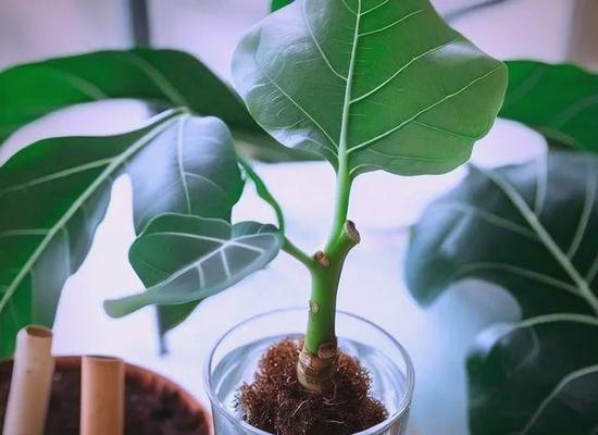 琴叶榕修剪的正确方法是什么？