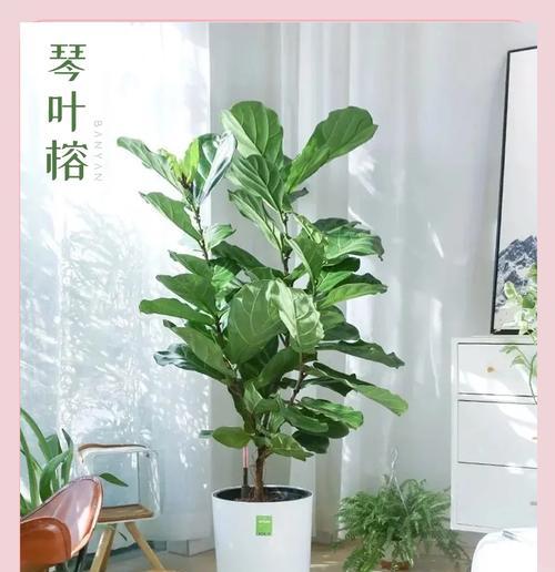琴叶榕修剪的正确方法是什么？