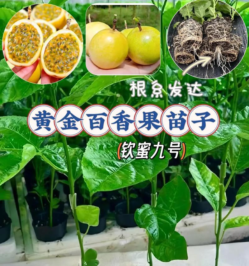 百香果叶子发黄的可能原因及处理方法？