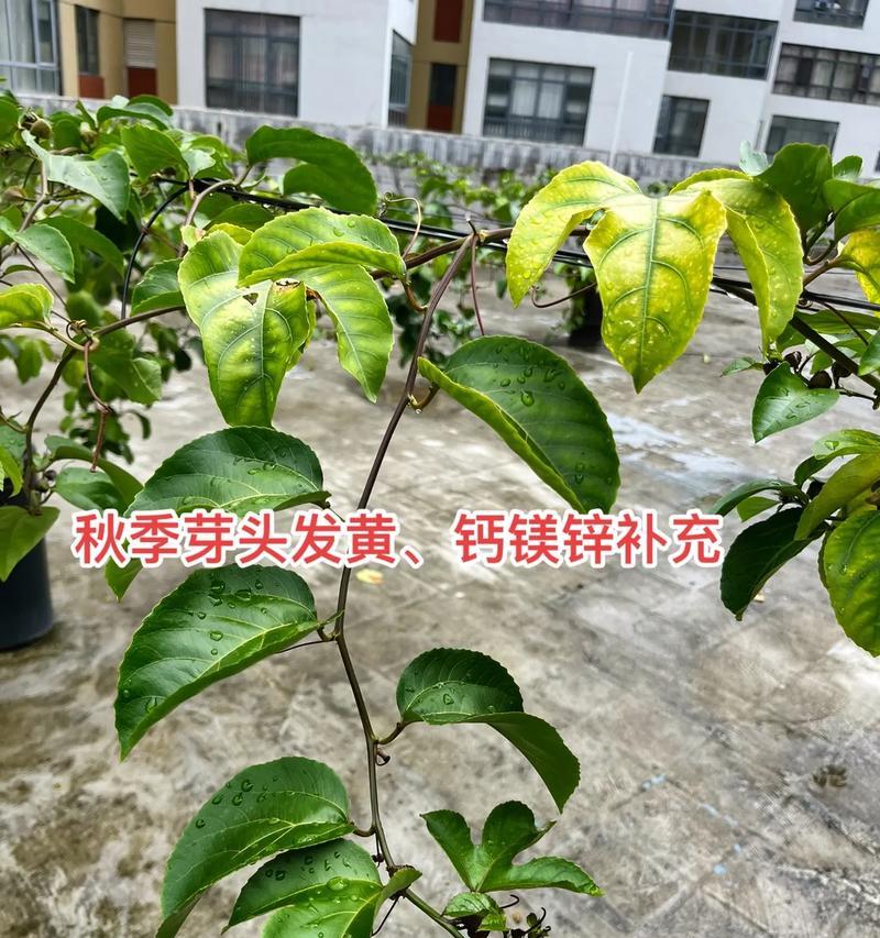 百香果叶子发黄的可能原因及处理方法？