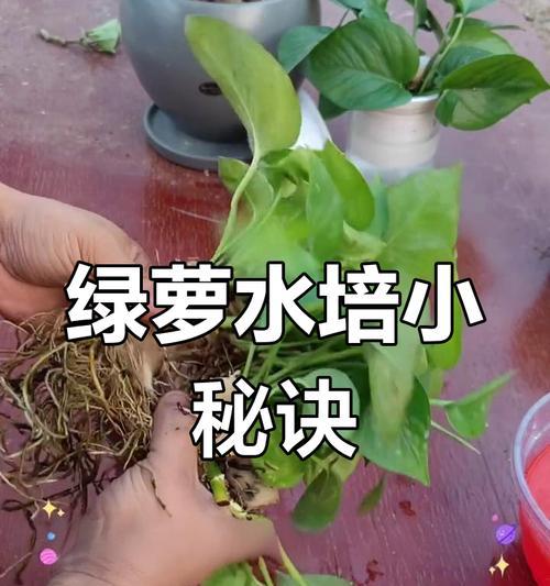 绿萝的移栽技巧有哪些？如何进行绿萝的移栽？