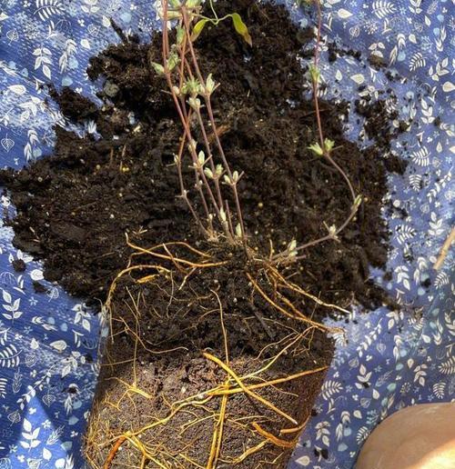 花施肥过多的解决方法是什么？花施肥过多的原因有哪些？