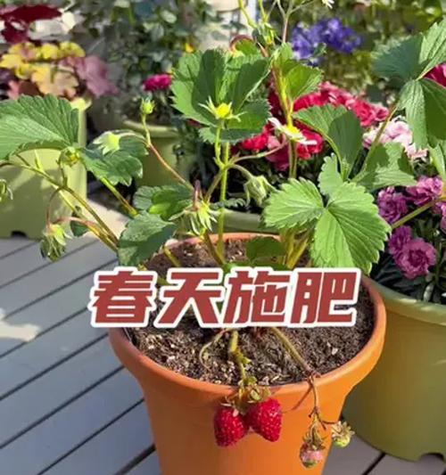 花施肥过多的解决方法是什么？花施肥过多的原因有哪些？