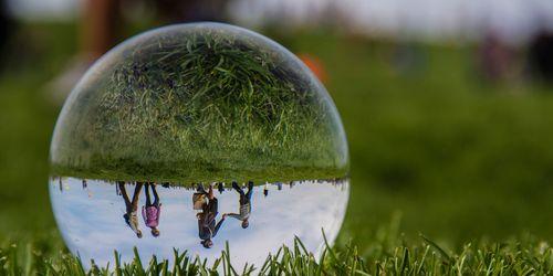 水晶球植物的养殖方法是什么？如何保持其透明度？