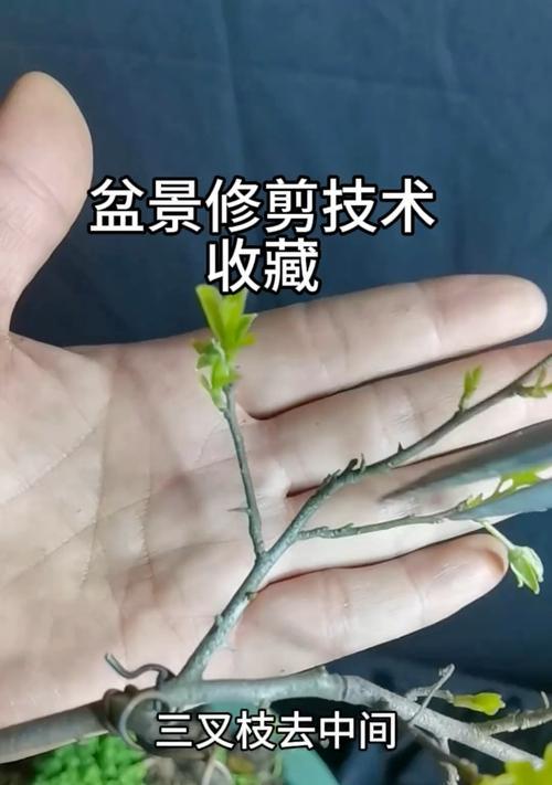 盆栽怎么修剪？盆栽修剪的技巧和最佳时期是什么？