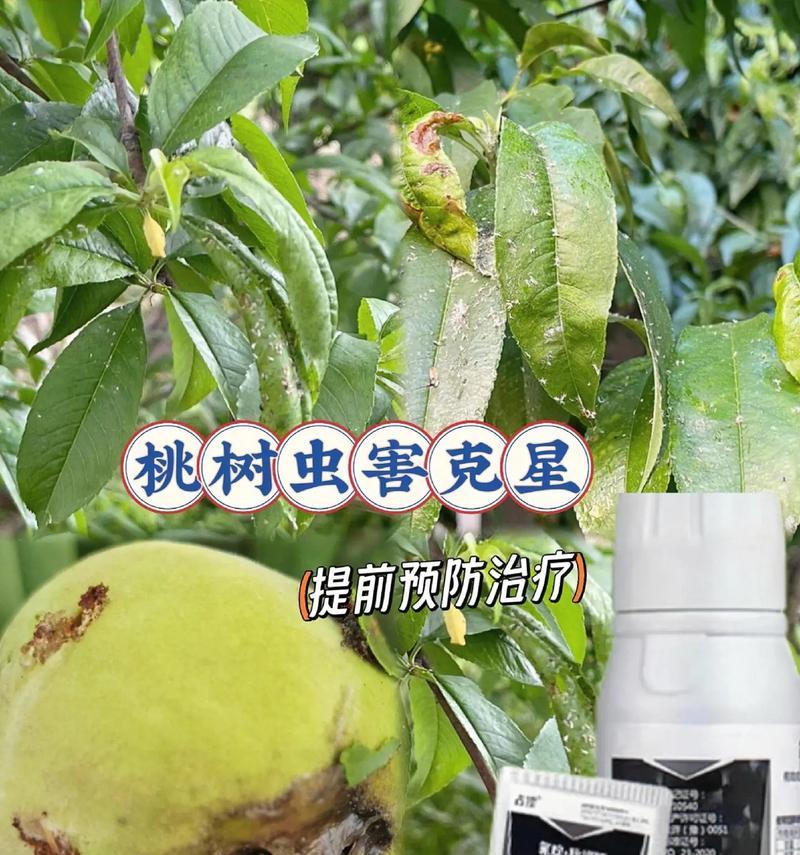 植物病虫害如何预防？有哪些有效预防植物病虫害的方法？