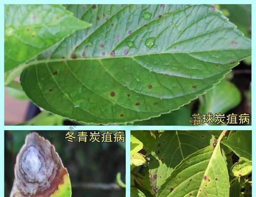 植物病虫害如何预防？有哪些有效预防植物病虫害的方法？