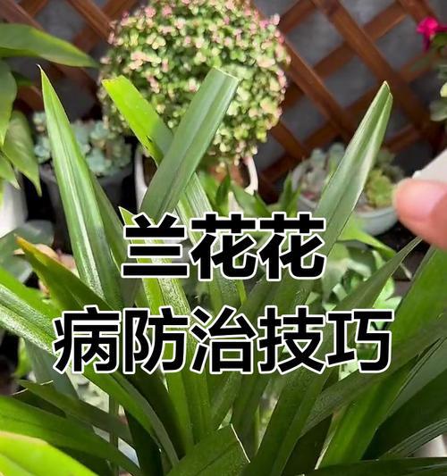 植物病虫害如何预防？有哪些有效预防植物病虫害的方法？