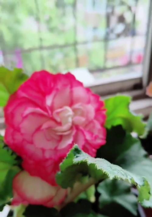 花卉施肥的正确方法是什么？