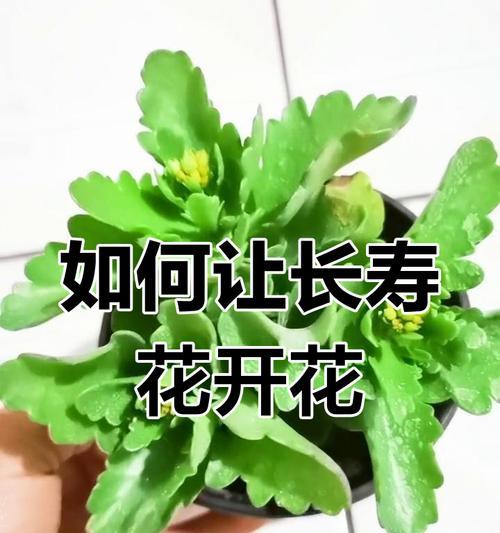 花卉施肥的正确方法是什么？