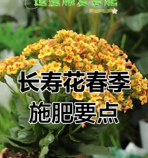 花卉施肥的正确方法是什么？