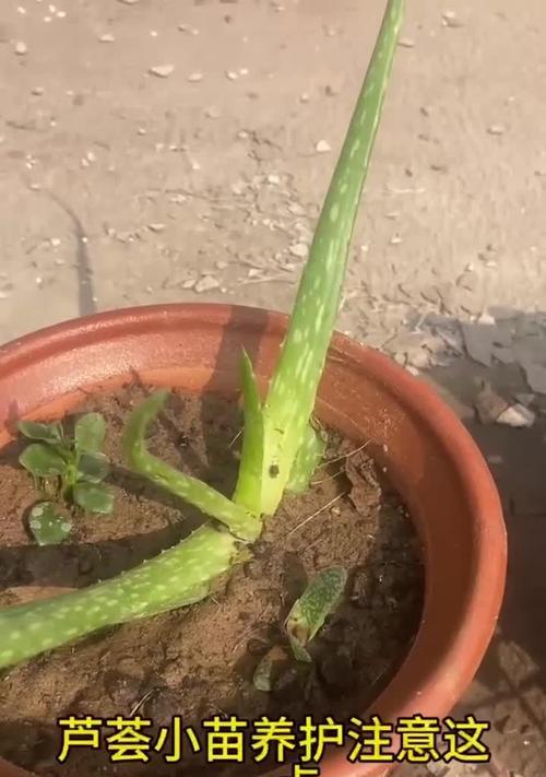芦荟分株繁殖的步骤和技巧是什么？
