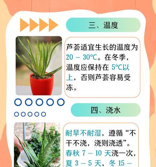 芦荟分株繁殖的步骤和技巧是什么？