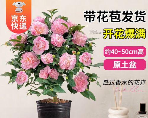 什么花用什么样的盆？不同花卉的盆栽选择指南是什么？