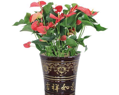 什么花用什么样的盆？不同花卉的盆栽选择指南是什么？