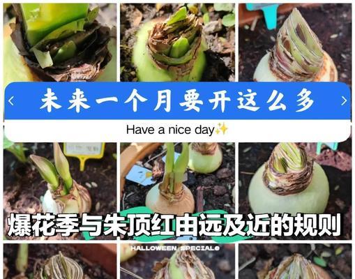 朱顶红繁殖方法是什么？