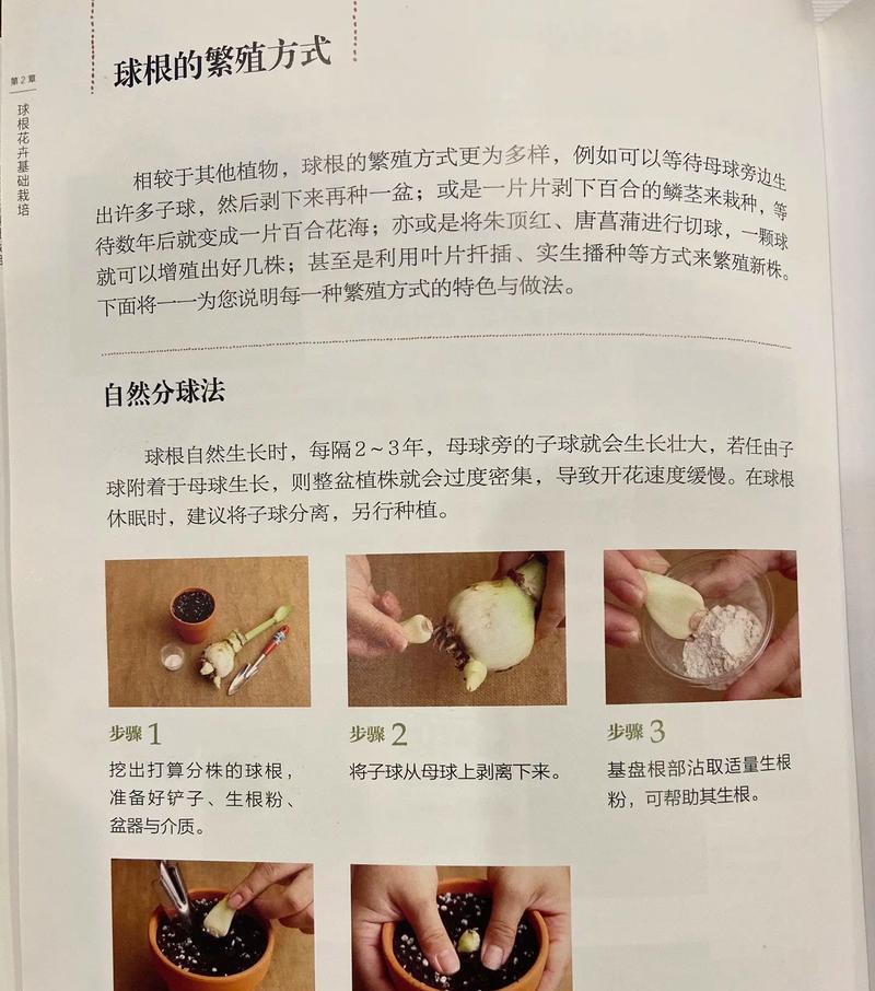 朱顶红繁殖方法是什么？
